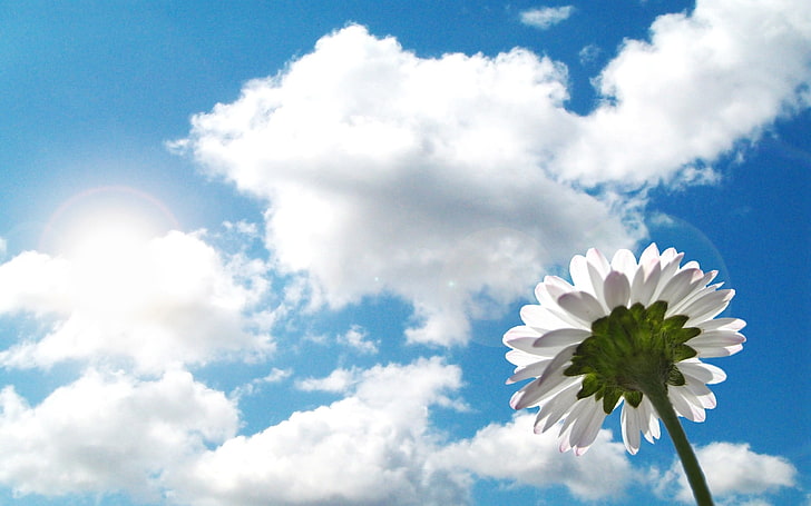 white daisy, flower, sky, clouds, sunshine, mood, HD wallpaper