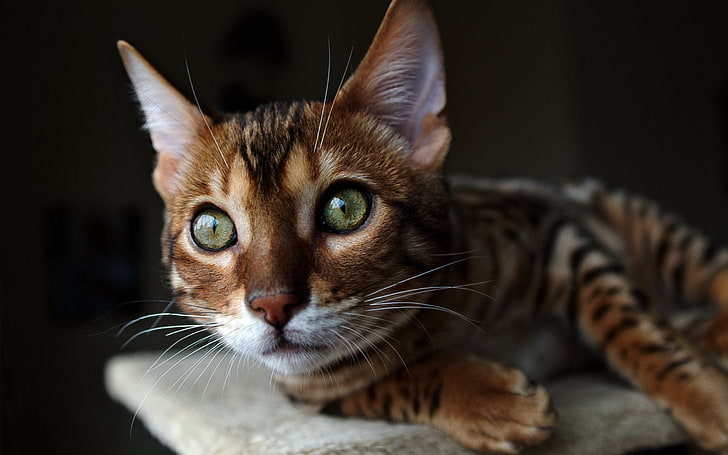 Gato de Bengala, gato, focinho, orelhas, olhos, relógio, HD papel de parede