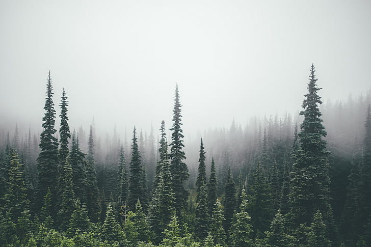 bosque, pinos, Fondo de pantalla HD