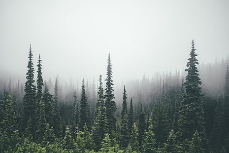 лес, сосны, HD обои HD wallpaper