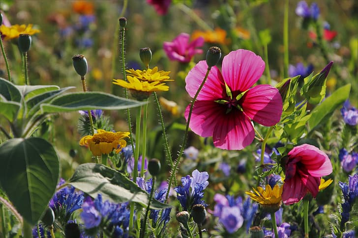 summer, flowers, meadow, what, sorry, goes, HD wallpaper