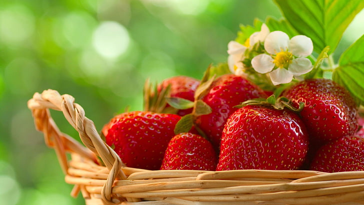 flower, strawberries, strawberry, berry, spring, season, fruit, HD wallpaper