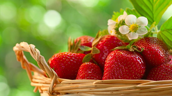 flower, strawberries, strawberry, berry, spring, season, fruit, HD wallpaper HD wallpaper