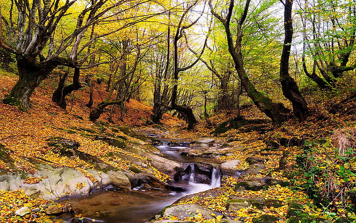 素晴らしい秋の風景森の木ストリーム落ち葉黄色と赤Hd壁紙、 HDデスクトップの壁紙