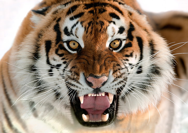 tigre marrón, gato, cara, colmillos, sonrisa, el tigre de Amur, Fondo de pantalla HD