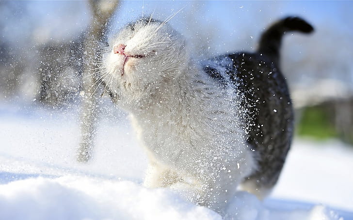 cat, mustache, snow, paws, blur, tail, shower, Tomcat, snowy, Amateur, takes, bokeh., chill, winter, HD wallpaper
