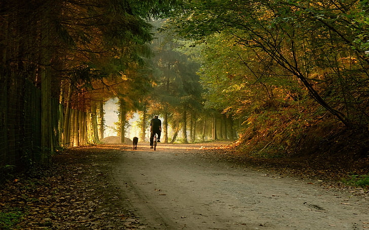 árboles verdes, parque, camino, bicicleta, patinar, otoño, Fondo de pantalla HD