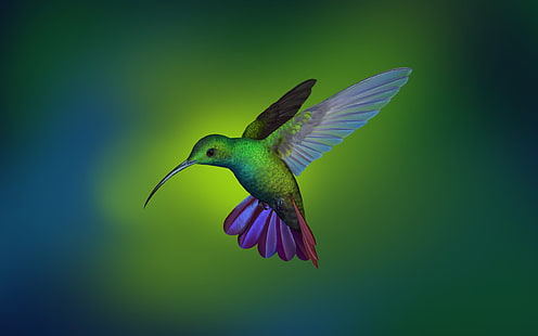 Manjaro, Shu Le, burung kolibri, Deepin, Linux, Wallpaper HD HD wallpaper