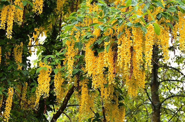 Blumen, Glyzinien, Nahaufnahme, Erde, Baum, Gelbe Blume, HD-Hintergrundbild