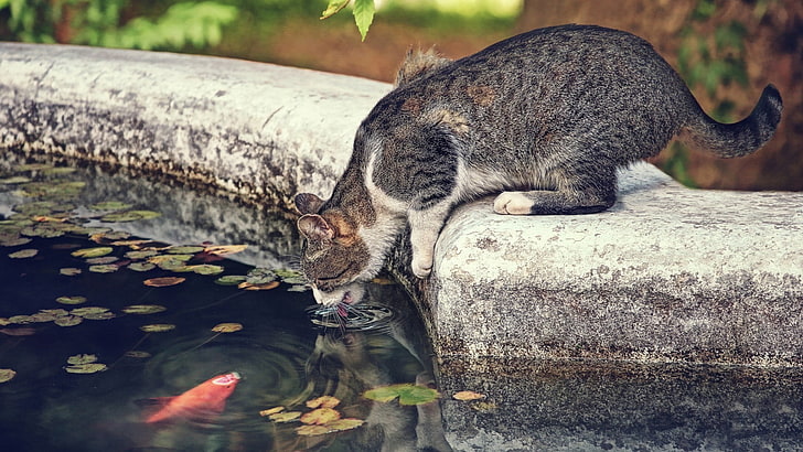 gato gris de capa corta, animales, gato, mascota, agua, bebida, pescado, árboles, hojas, Fondo de pantalla HD