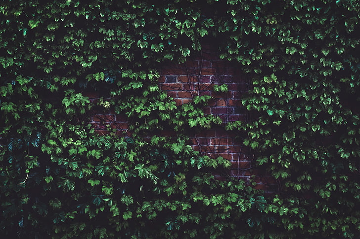 green ivy plants, leaves, brick wall, plant, HD wallpaper