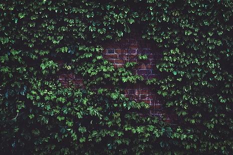 зеленые растения плюща, листья, кирпичная стена, растение, HD обои HD wallpaper