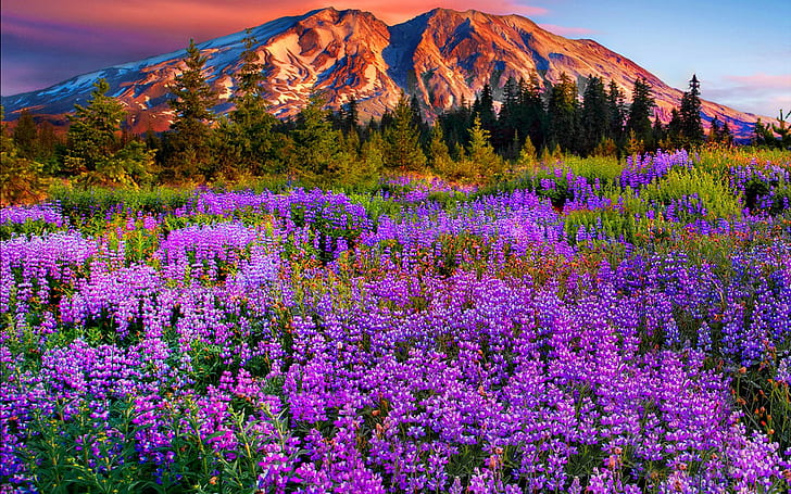 Пейзаж Лилава планинска поляна с цветя, борови дървета, планини със снежночервен облак Красив HD тапет за работен плот 1920 × 1200, HD тапет