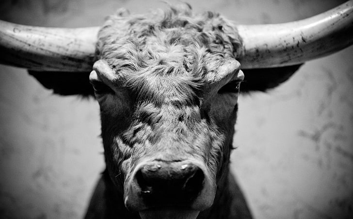 Bull, cattle head mount, Black and White, Bull, Ranch, America, Hunter, United, Texas, Fort, States, Restaurant, brothers, reds, unitedstates, unitedstatesofamerica, booger, boogerreds, dmudallas012011, fortworth, fortworthstockyards, h3ranch, hunterbrothersh3ranch, stockyards, tarrant, worth, HD wallpaper