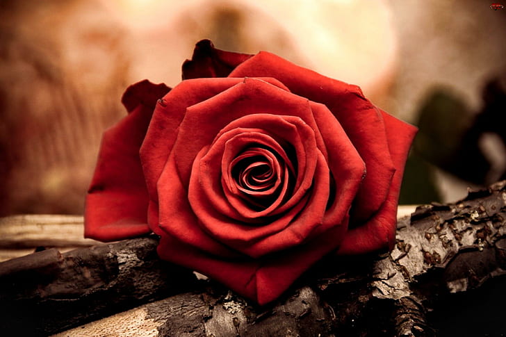 Lonely Rose, encantadora, aroma, naturaleza, agradable, flor, hermosa, solitaria, calle, bonita, verano, rosa, madera, 3d y, Fondo de pantalla HD