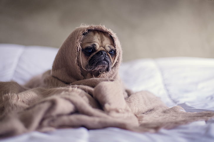 tan Pug in brown blanket, pets, bed, dog, animal, bedroom, cute, sleeping, indoors, lying Down, purebred Dog, mammal, comfortable, domestic Animals, puppy, pillow, relaxation, canine, looking, blanket, tired, HD wallpaper