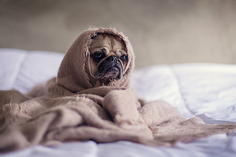 tan Pug in brown blanket, pets, bed, dog, animal, bedroom, cute, sleeping, indoors, lying Down, purebred Dog, mammal, comfortable, domestic Animals, puppy, pillow, relaxation, canine, looking, blanket, tired, HD wallpaper HD wallpaper