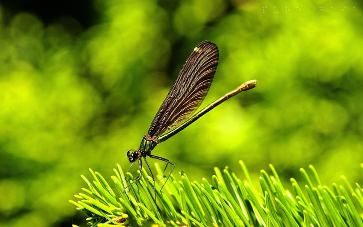 green damselfly, dragonfly, insect, grass, wings, flight, HD wallpaper
