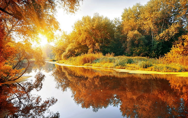 水域、日中の木の間の水域、秋、風景、木、水、 HDデスクトップの壁紙