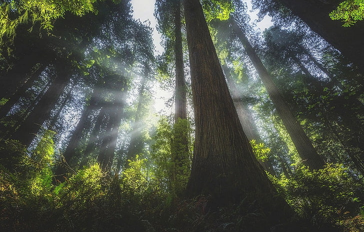 ธรรมชาติภูมิทัศน์ป่าไม้แสงแดดต้นไม้แสงแดด, วอลล์เปเปอร์ HD
