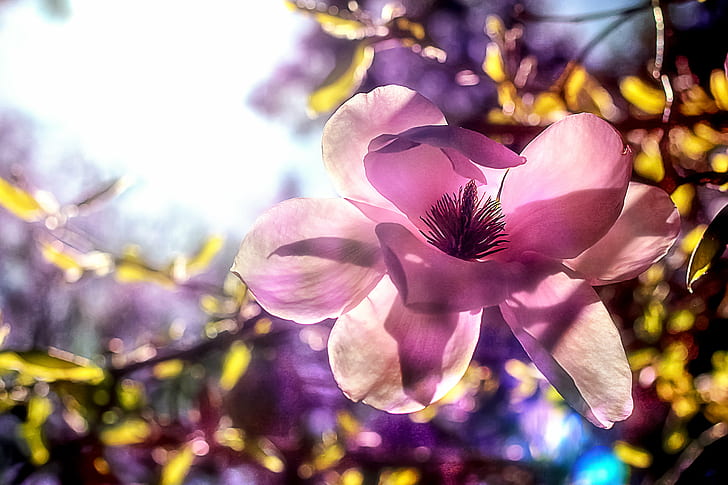 purple Magnolia flower close-up photography, Hide-and-seek, purple, Magnolia, flower, close-up photography, pink, tree, bloom, spring, summer, plant, nature, petal, close-up, HD wallpaper