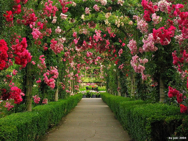 розови и бели листни цветя, направени от човека, градина, арка, зелено, природа, розово цвете, роза, роза Буш, HD тапет