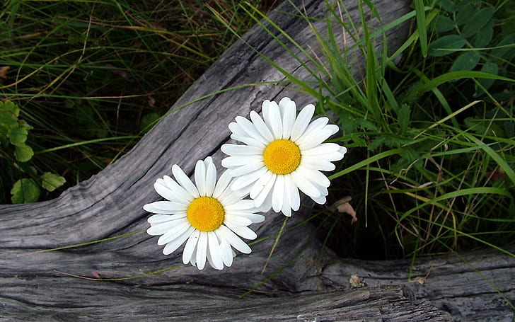 Due margherite bianche, due fiori bianchi e gialli, due, bianchi, margherita, Sfondo HD