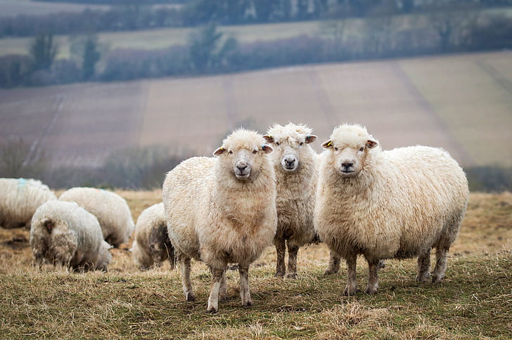 поле, фон, овцы, трио, стадо, ягнята, скот, HD обои