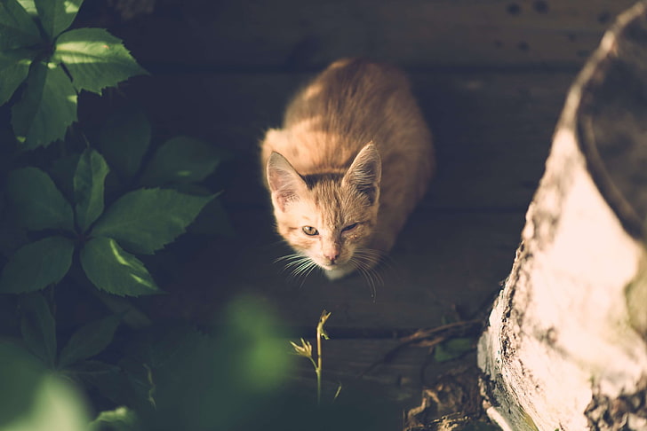 animal, cat, cute, domestic, eye, family, fur, garden, illness, injury, little, nature, one eye, outdoor, pet, poor, portrait, red, small, unhappy, village, vintage, wooden, young, HD wallpaper