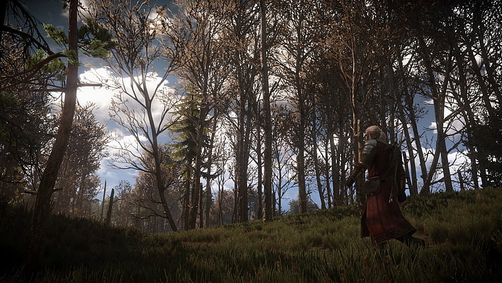arbres à feuilles vertes, The Witcher 3: Wild Hunt, jeux vidéo, Fond d'écran HD