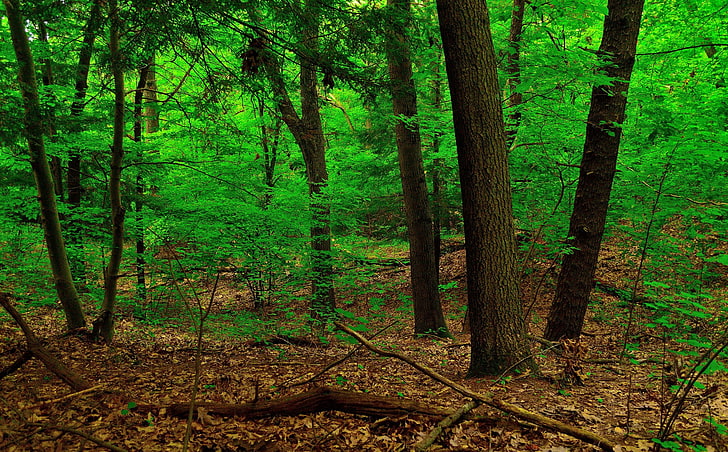 Wald, Wildnis, Bäume, HD-Hintergrundbild