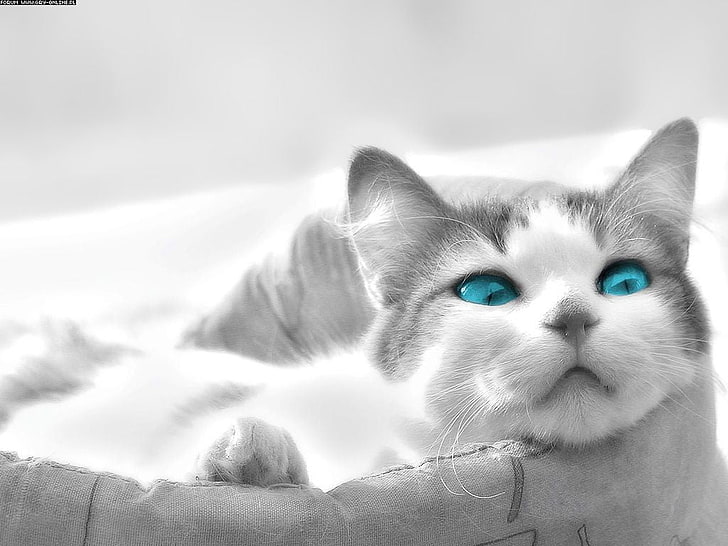 Russian blue kitten, animals, cat, HD wallpaper