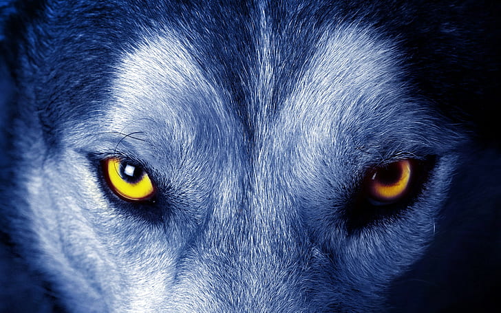 wolf, closeup, yellow eyes, fur, face, animals, nature, HD wallpaper
