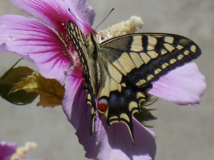 kupu-kupu krem ​​coklat yang indah Hewan Kupu-kupu HD Seni, bunga, indah, ungu, kupu-kupu, coklat krem, Wallpaper HD