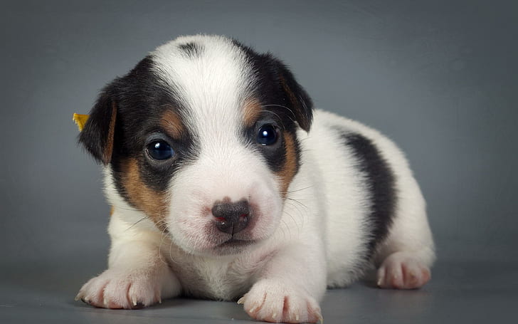 The cutest puppy, white, brown, and black short coat puppy, animals, 2560x1600, puppy, HD wallpaper