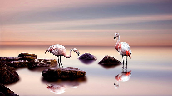 water bird, flamingo, pink sky, bird, calm, flamingos, HD wallpaper HD wallpaper