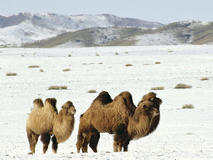 Kamele, Mongolei, Kamel, Tier, Tiere, HD-Hintergrundbild