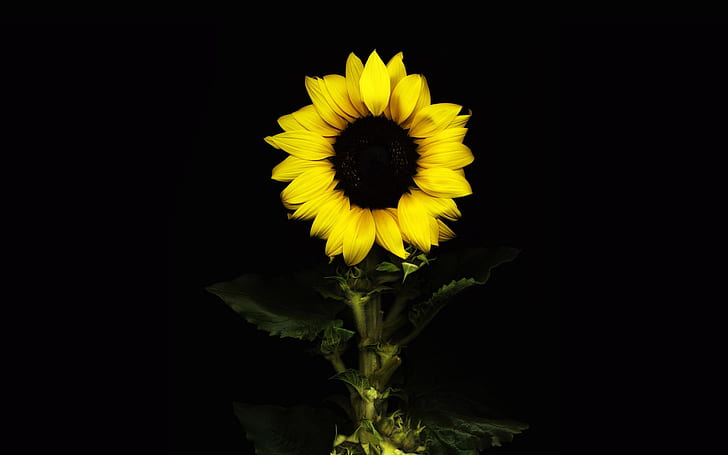 sunflower, black background, with flower, HD wallpaper
