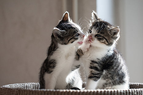 due gattini tabby argento, gattini, bambini, una coppia, Sfondo HD HD wallpaper