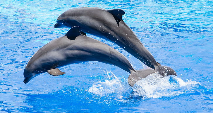 dos delfines grises saltando sobre el agua, Marineland Antibes, saltando, agua, delfines, antibes francia, nikon d7100, tamron, 70 mm, f / 2.8, delfín, animal, mar, mamífero, vida silvestre, naturaleza, diversión, Fondo de pantalla HD