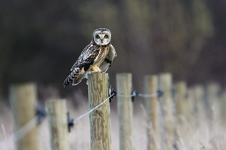 Fence, Field, Bird, Owl, HD wallpaper