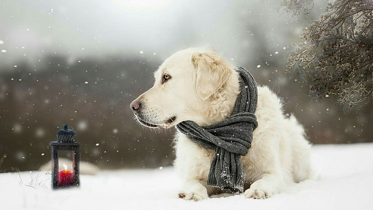 cão, raça do cão, neve, queda de neve, recuperador, focinho, nevando, inverno, congelamento, vela, retriever dourado, nevado, grupo esportivo, cachecol, HD papel de parede
