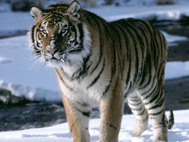 เสือบนหิมะสัตว์ธรรมชาติสัตว์ป่า HD, ธรรมชาติ, สัตว์, สัตว์, หิมะ, เสือ, แมวตัวใหญ่, สัตว์ป่า, วอลล์เปเปอร์ HD
