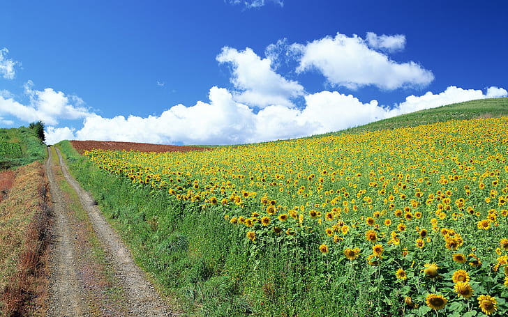 Hügel voll von Sonnenblumen, Sonnenblume, Hügel, HD-Hintergrundbild