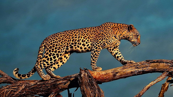 леопард, животные, большая кошка, мех, кошачий, шкура животного, ягуар, животное, кошка, HD обои