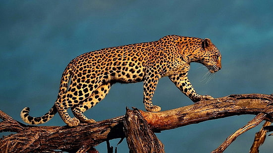 леопард, животные, большая кошка, мех, кошачий, шкура животного, ягуар, животное, кошка, HD обои HD wallpaper