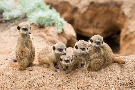 animals, mammals, meerkats, HD wallpaper HD wallpaper