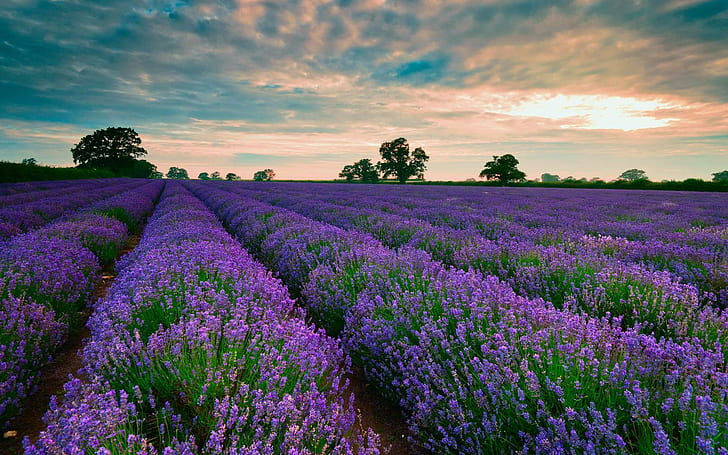 Lila fält av lavendel, lavendel fält, blommor, 1920x1200, moln, träd, fält, lavendel, HD tapet