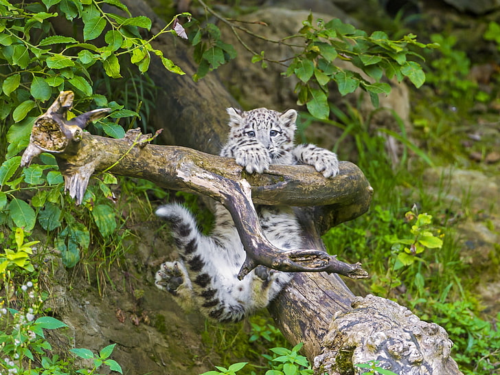 weißes Tigerjunges, Zweig, IRBIS, Schneeleopard, Jungtier, HD-Hintergrundbild
