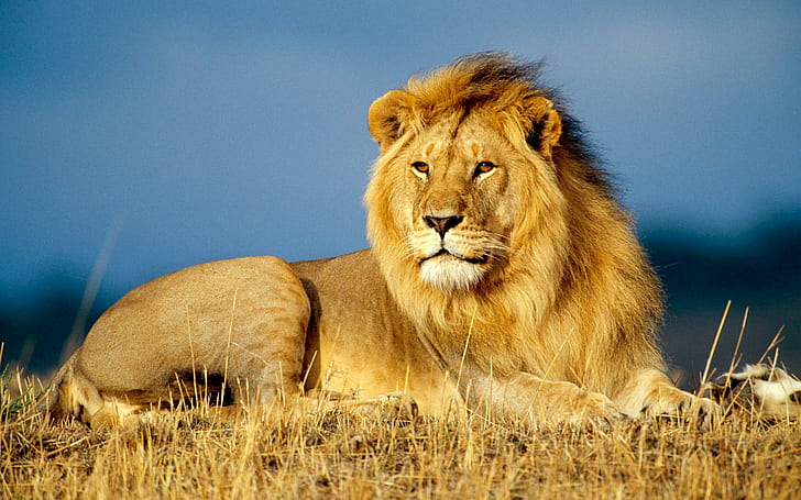 아프리카 사자 왕, 사자 동물, 왕, 아프리카, 사자, 동물 및 조류, HD 배경 화면